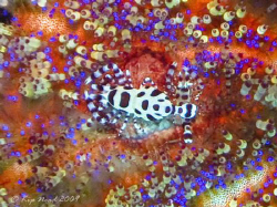 I love the little guy tucked under the tail of the big on... by Kip Nead 
